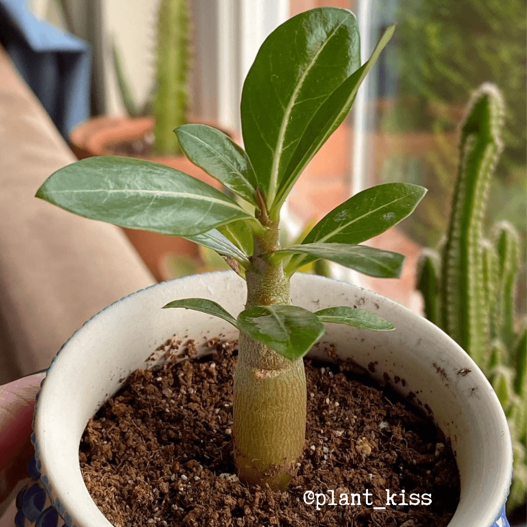 Adenium Obesum 'Desert Rose' Seeds Plantflix