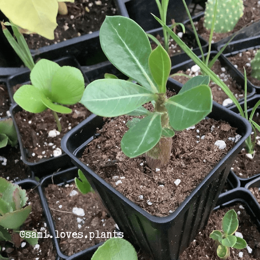 Adenium Obesum 'Desert Rose' Seeds Plantflix