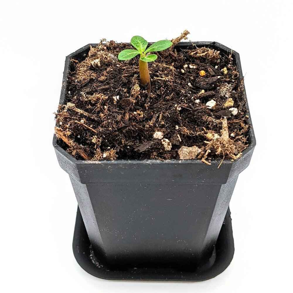 Adenium Obesum 'Desert Rose' Seeds Plantflix
