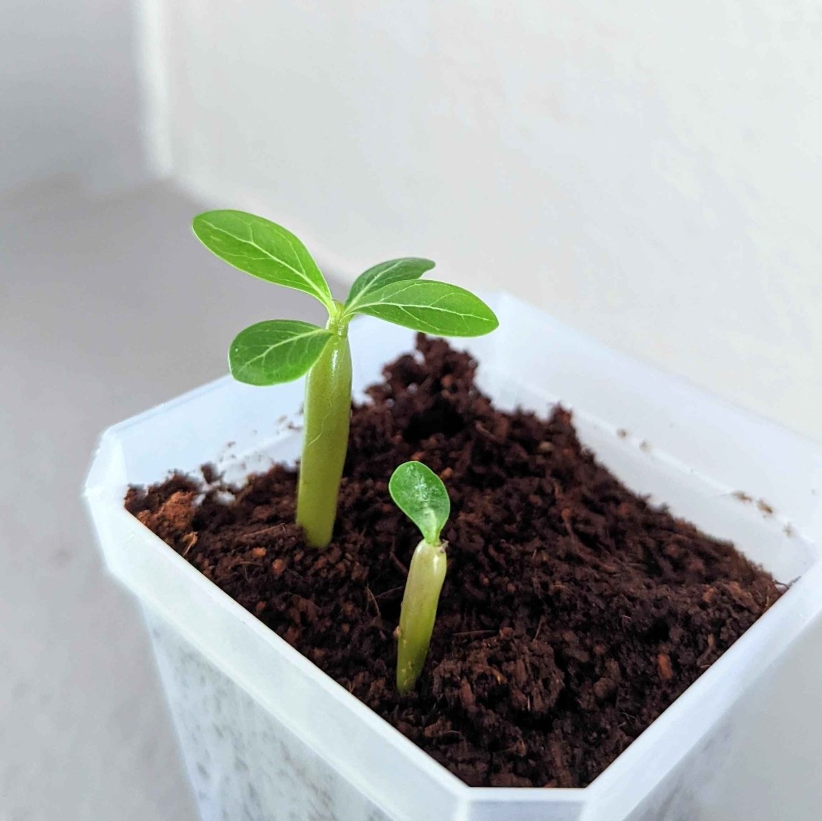 Adenium Obesum 'Desert Rose' Seeds Plantflix