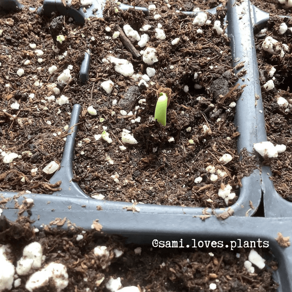 Adenium Obesum 'Desert Rose' Seeds Plantflix
