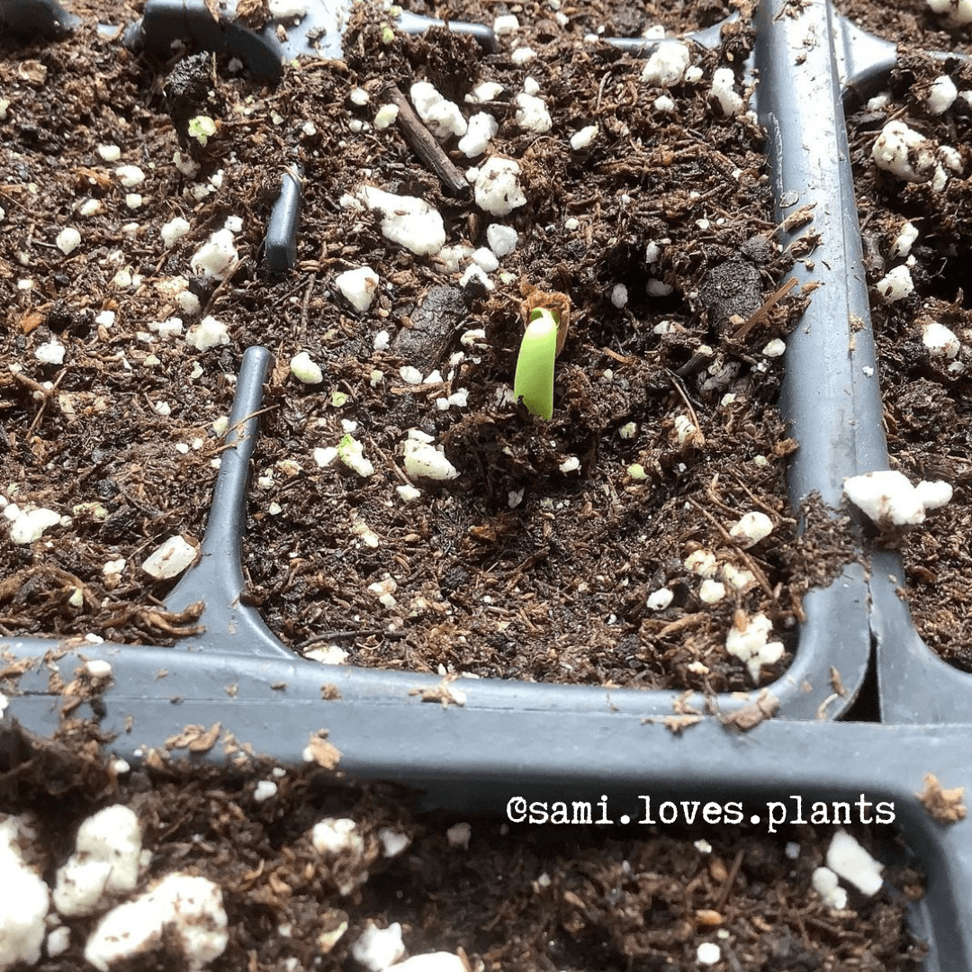 Adenium Obesum 'Desert Rose' Seeds Plantflix