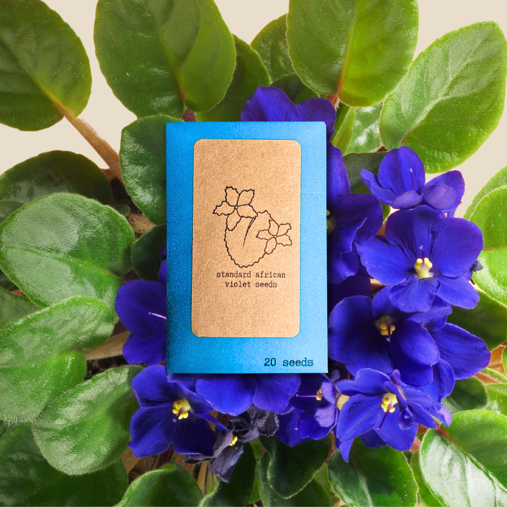 African Violet Seeds Plantflix