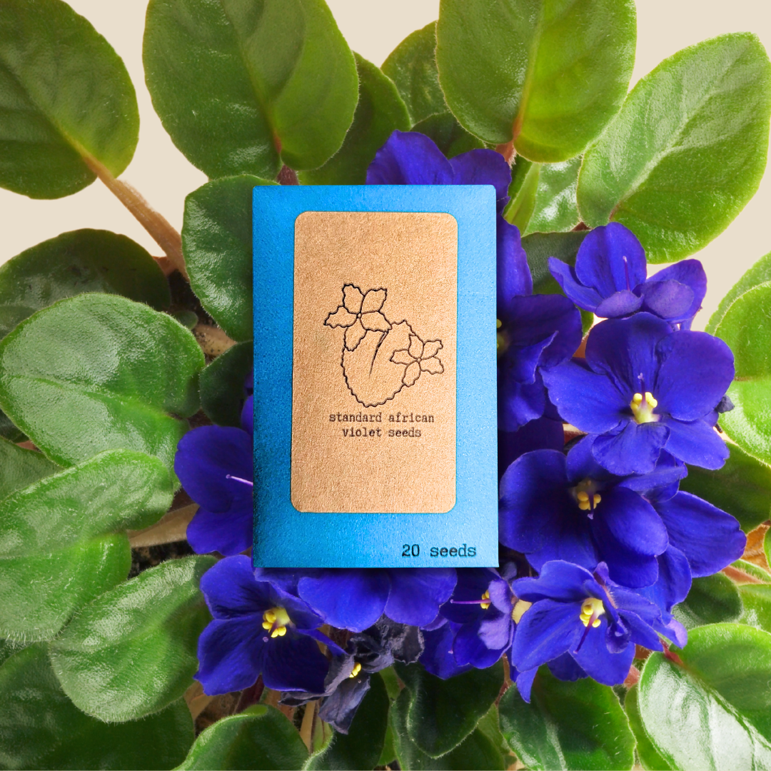 African Violet Seeds Plantflix