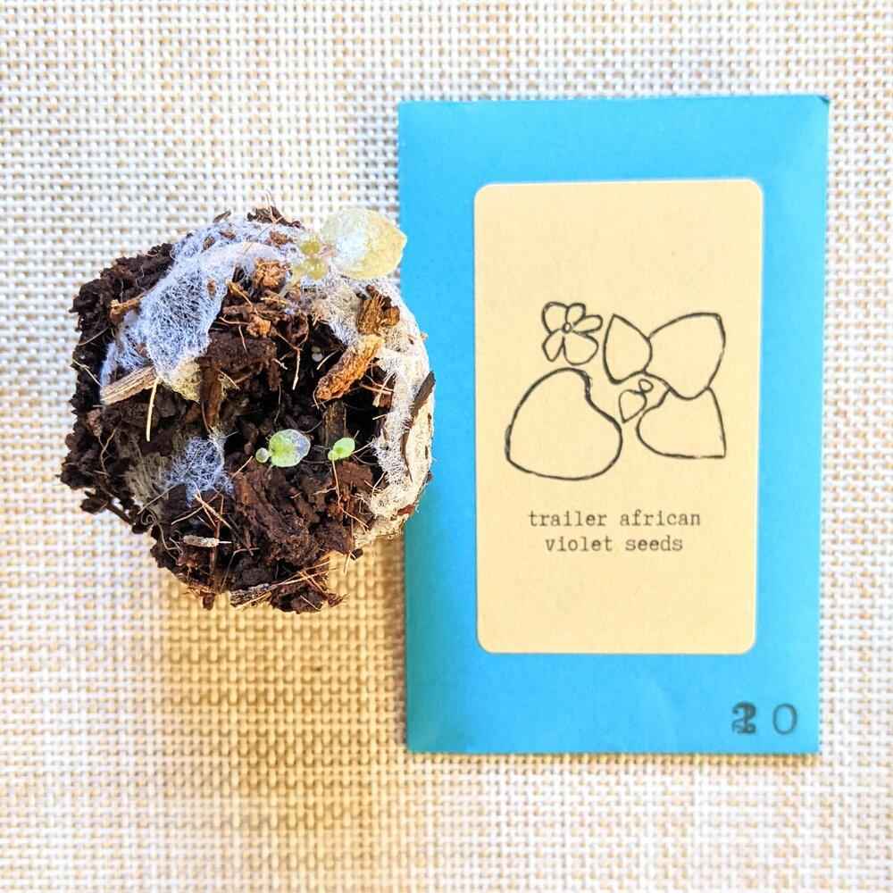 African Violet Seeds Plantflix