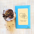 African Violet Seeds Plantflix