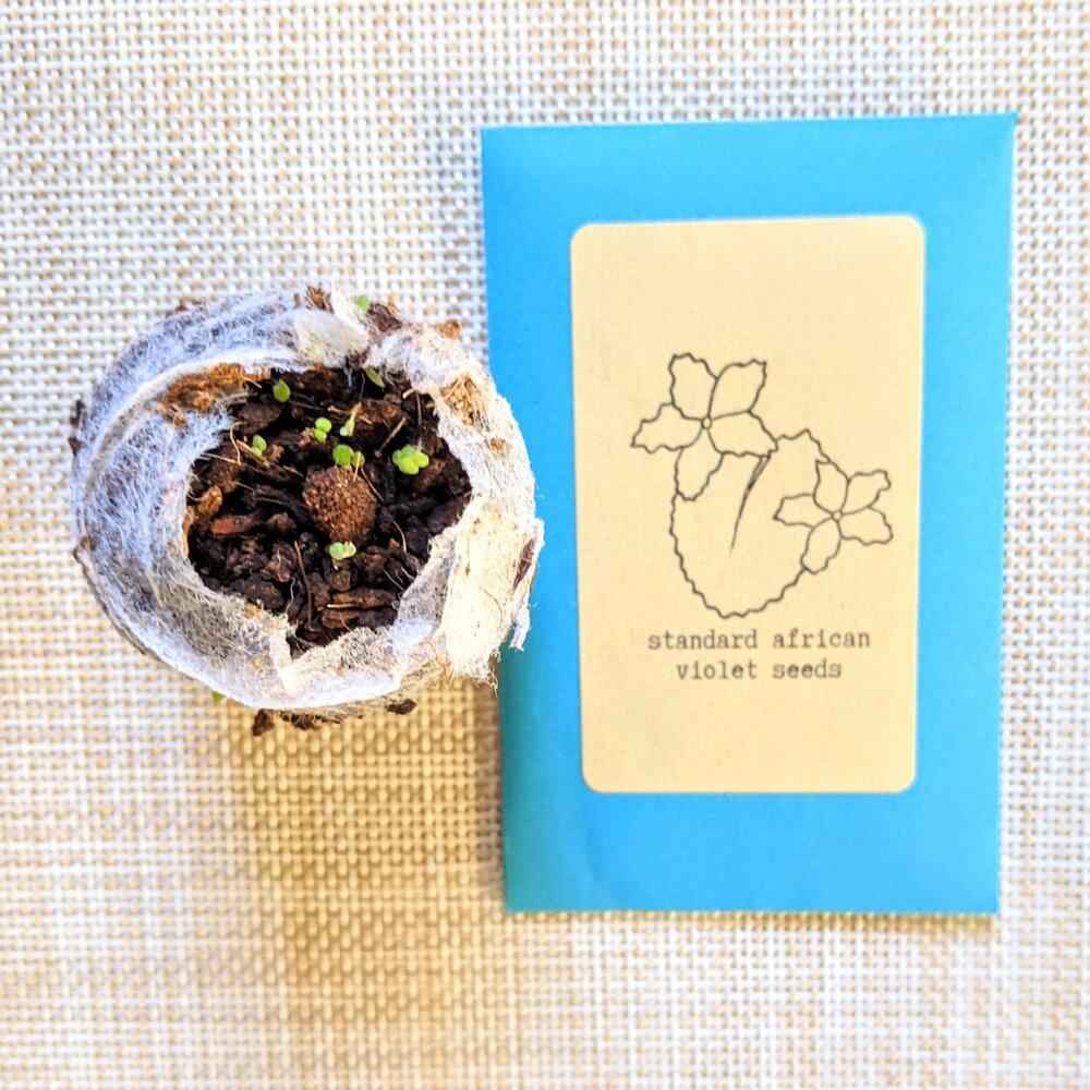 African Violet Seeds Plantflix