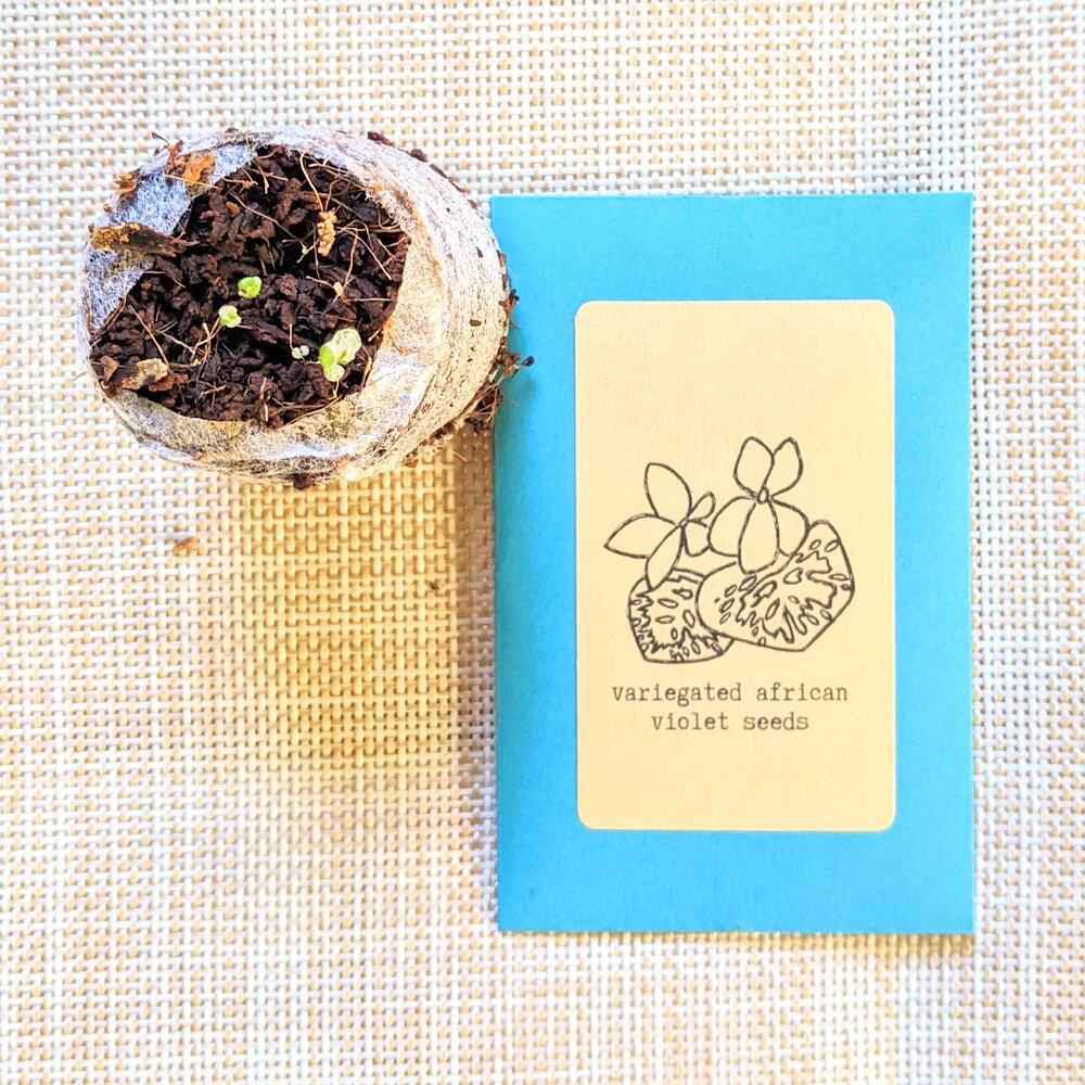 African Violet Seeds Plantflix
