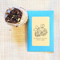 African Violet Seeds Plantflix