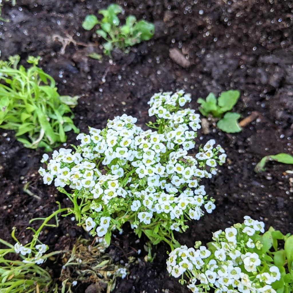 Alyssum Seeds Plantflix