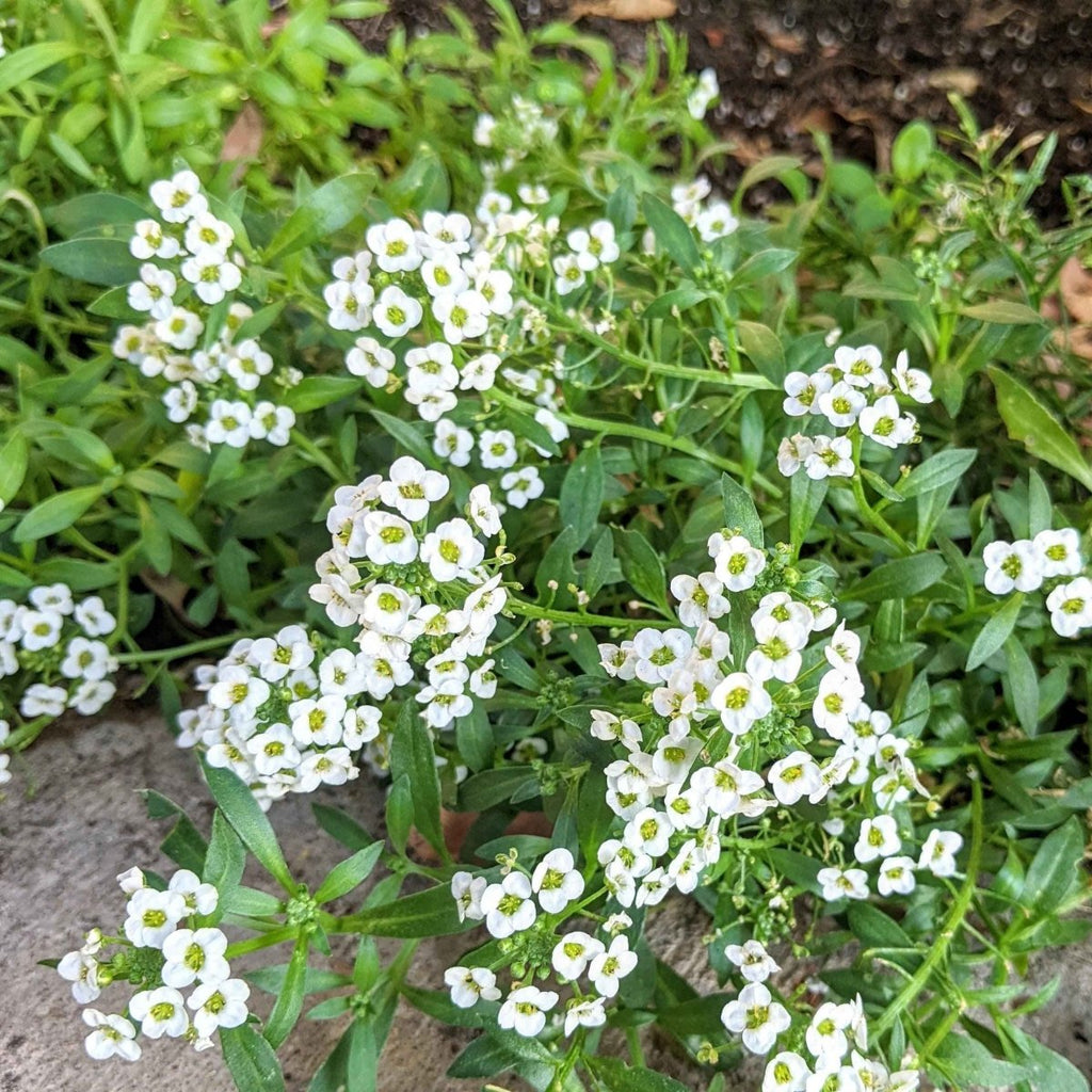 Alyssum Seeds Plantflix