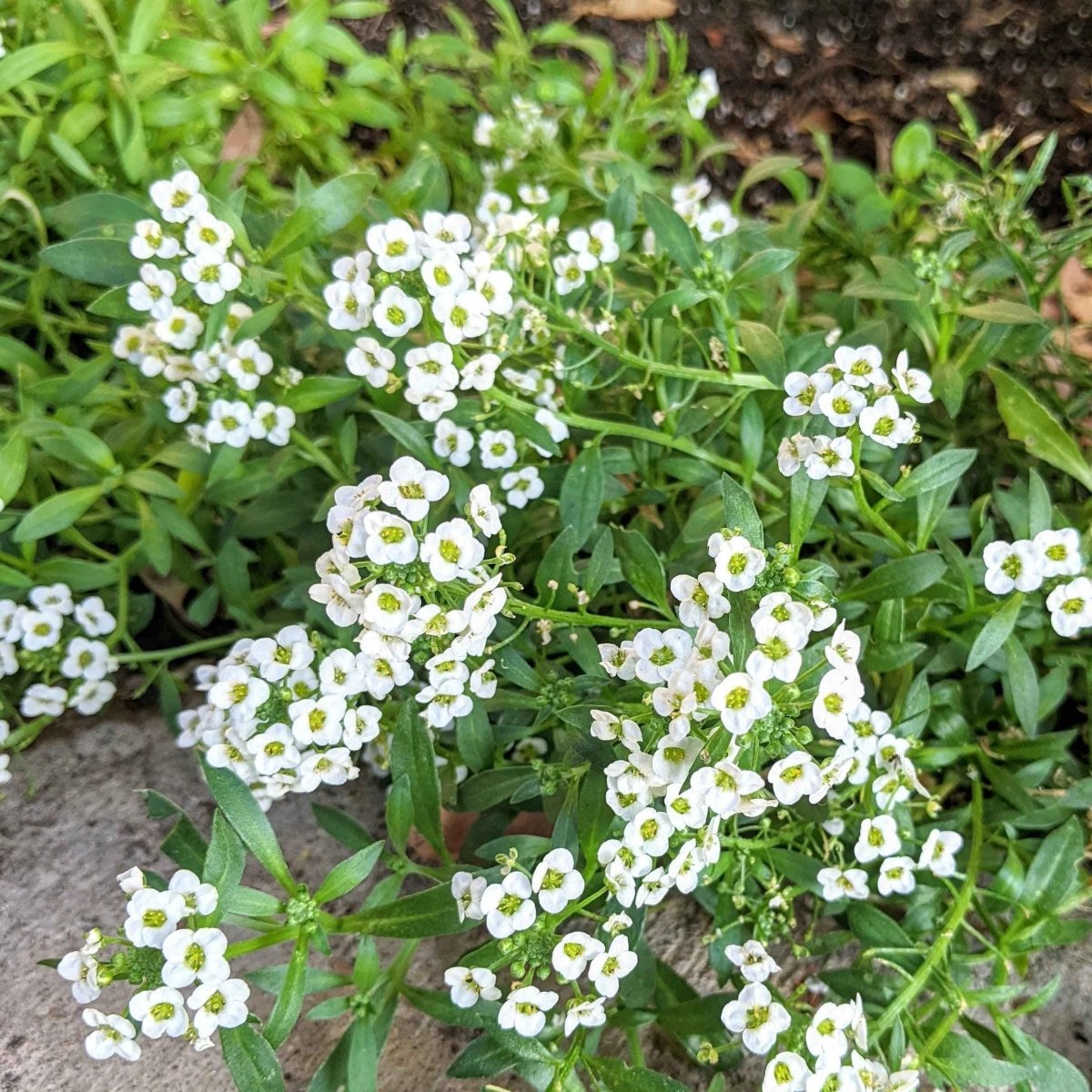 Alyssum Seeds Plantflix