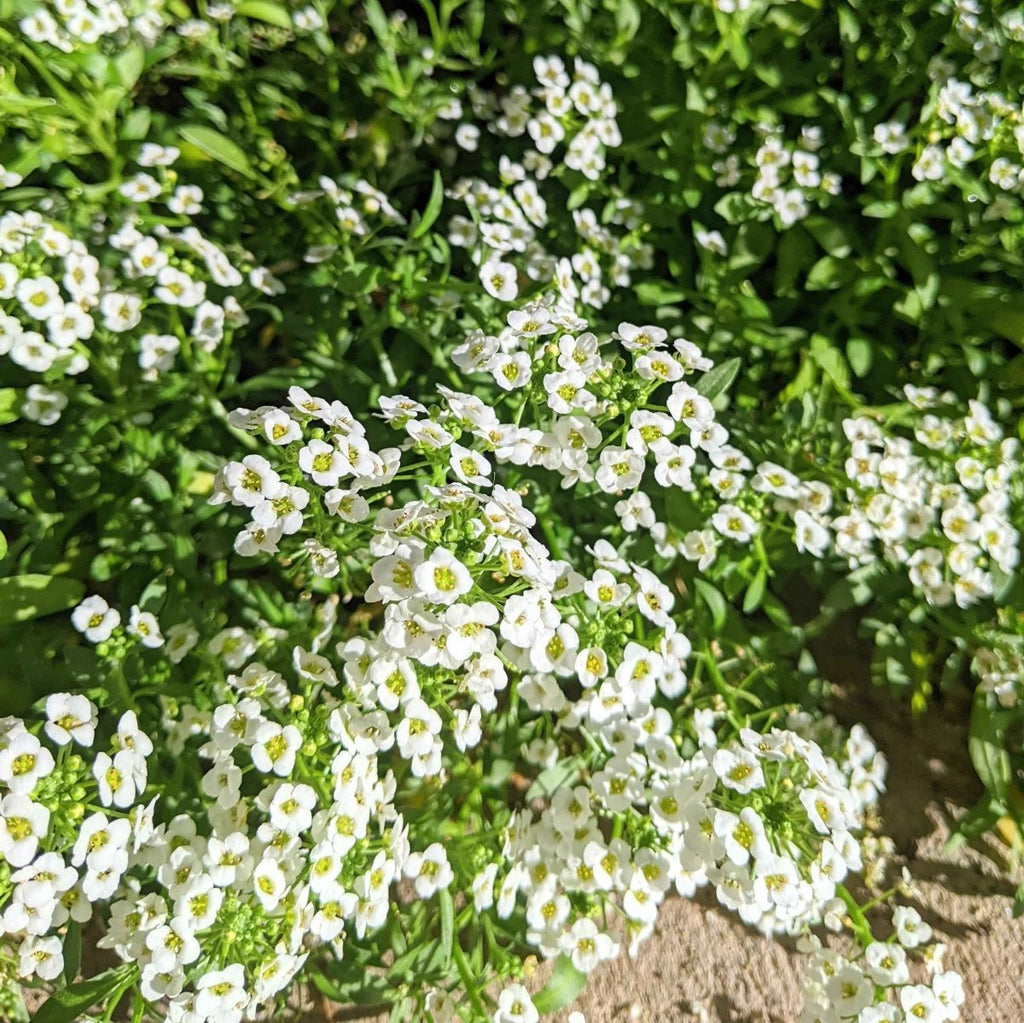 Alyssum Seeds Plantflix