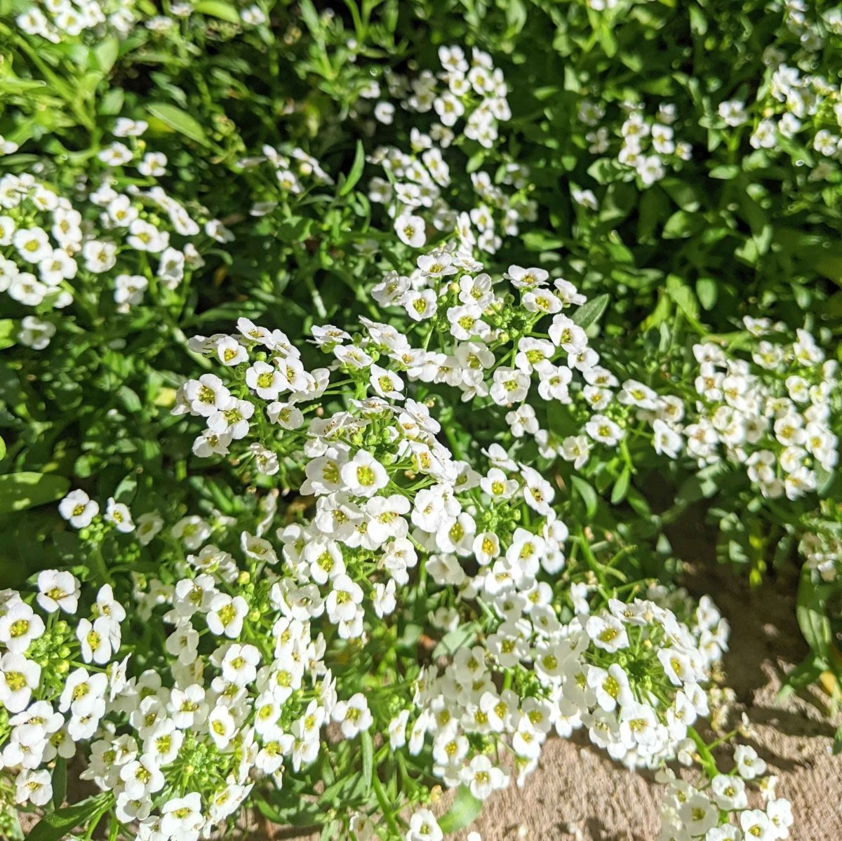 Alyssum Seeds Plantflix