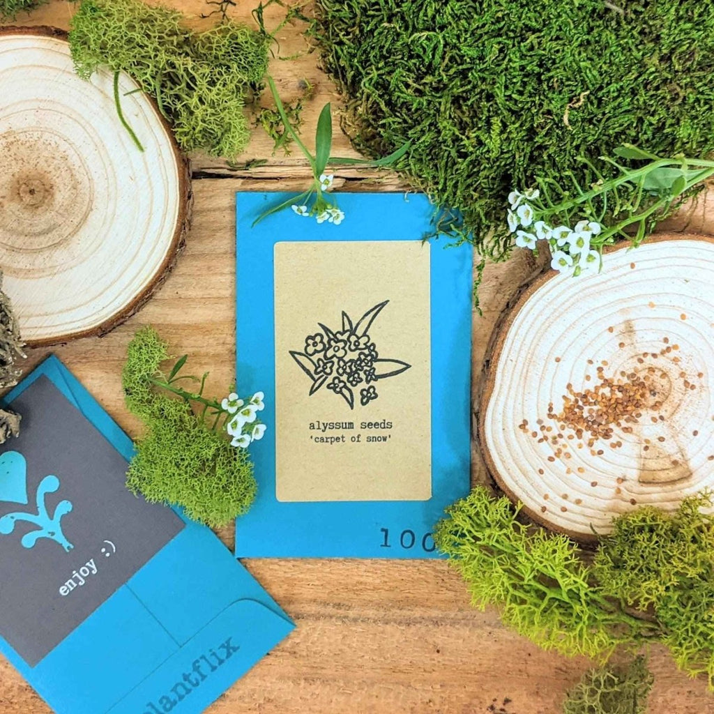 Alyssum Seeds Plantflix