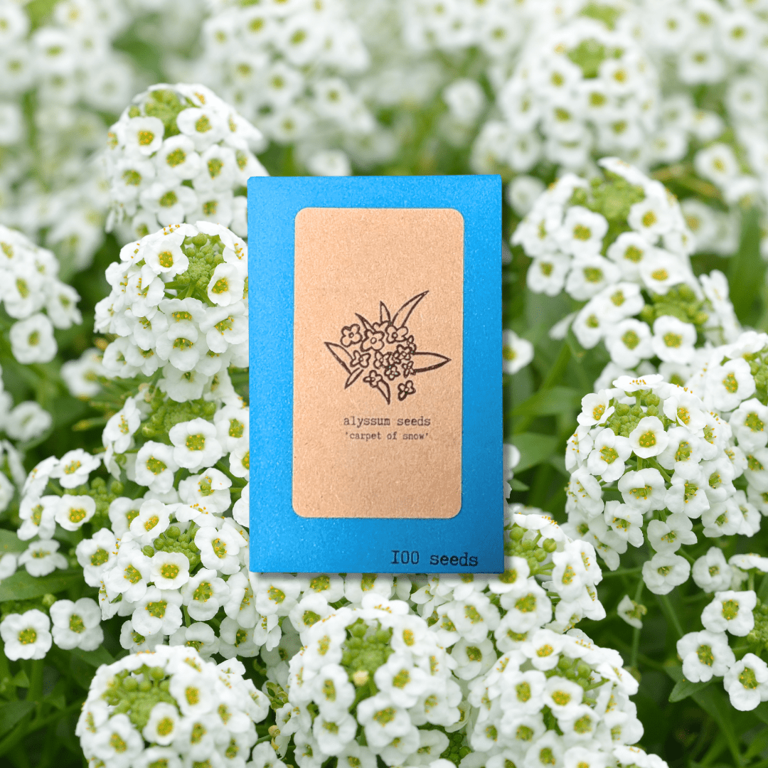 Alyssum Seeds Plantflix