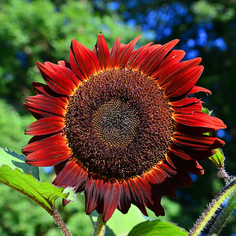 Red Sunflower Seeds – Striking Crimson Blooms for Gardens & Cut Flowers organicindiaseeds