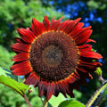 Red Sunflower Seeds – Striking Crimson Blooms for Gardens & Cut Flowers organicindiaseeds