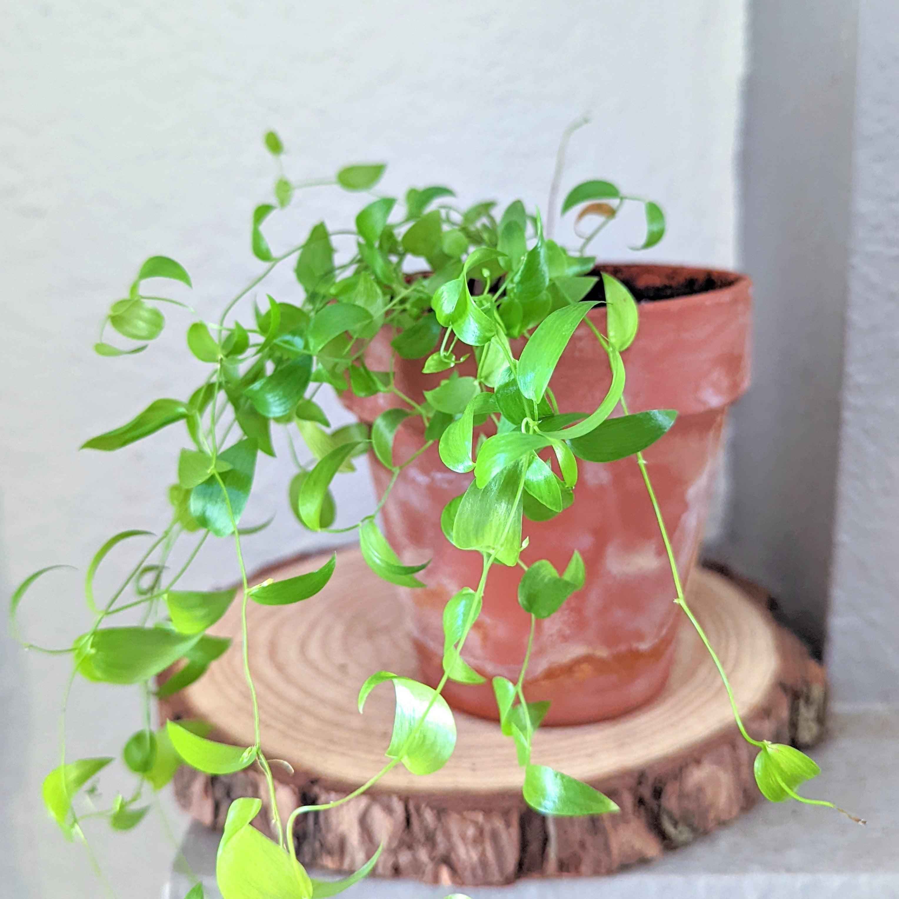 Asparagus Asparagoides Smilax 'Bridal Creeper' Seeds Plantflix