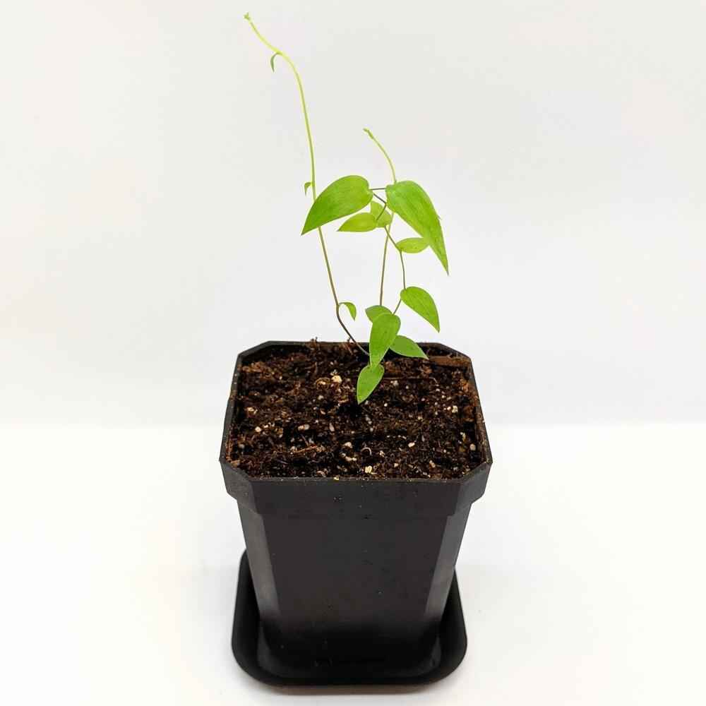 Asparagus Asparagoides Smilax 'Bridal Creeper' Seeds Plantflix