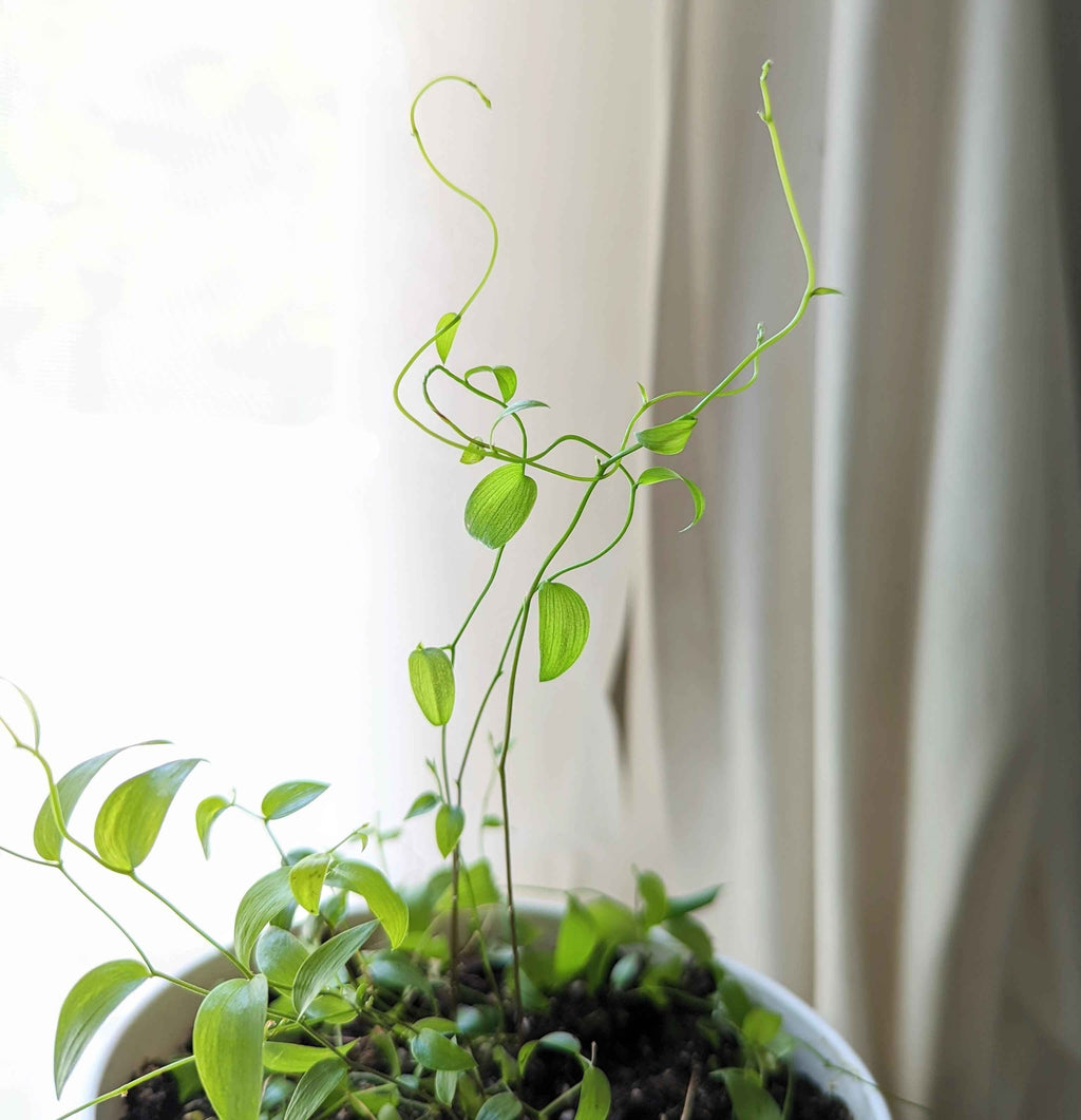 Asparagus Asparagoides Smilax 'Bridal Creeper' Seeds Plantflix