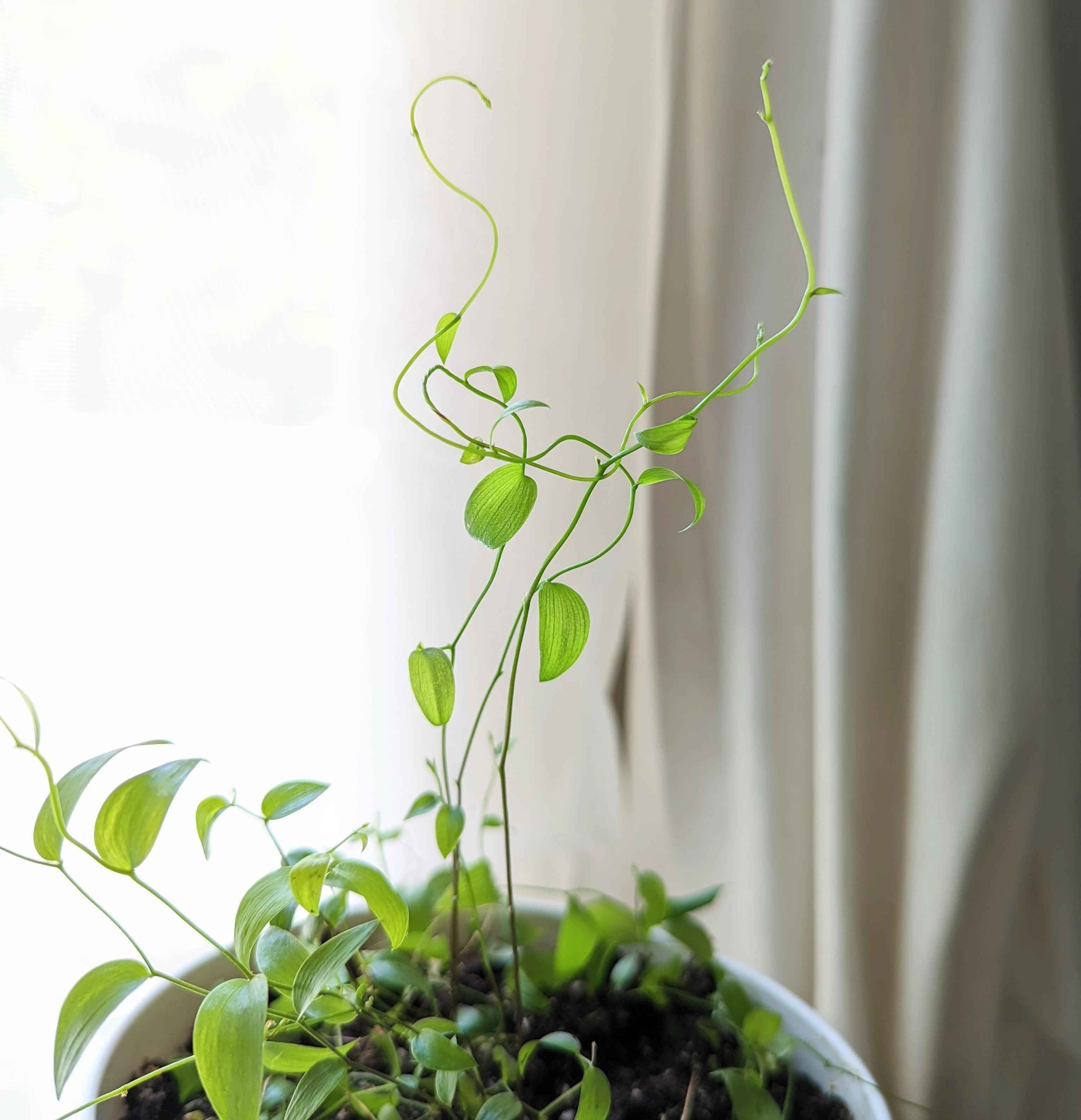 Asparagus Asparagoides Smilax 'Bridal Creeper' Seeds Plantflix