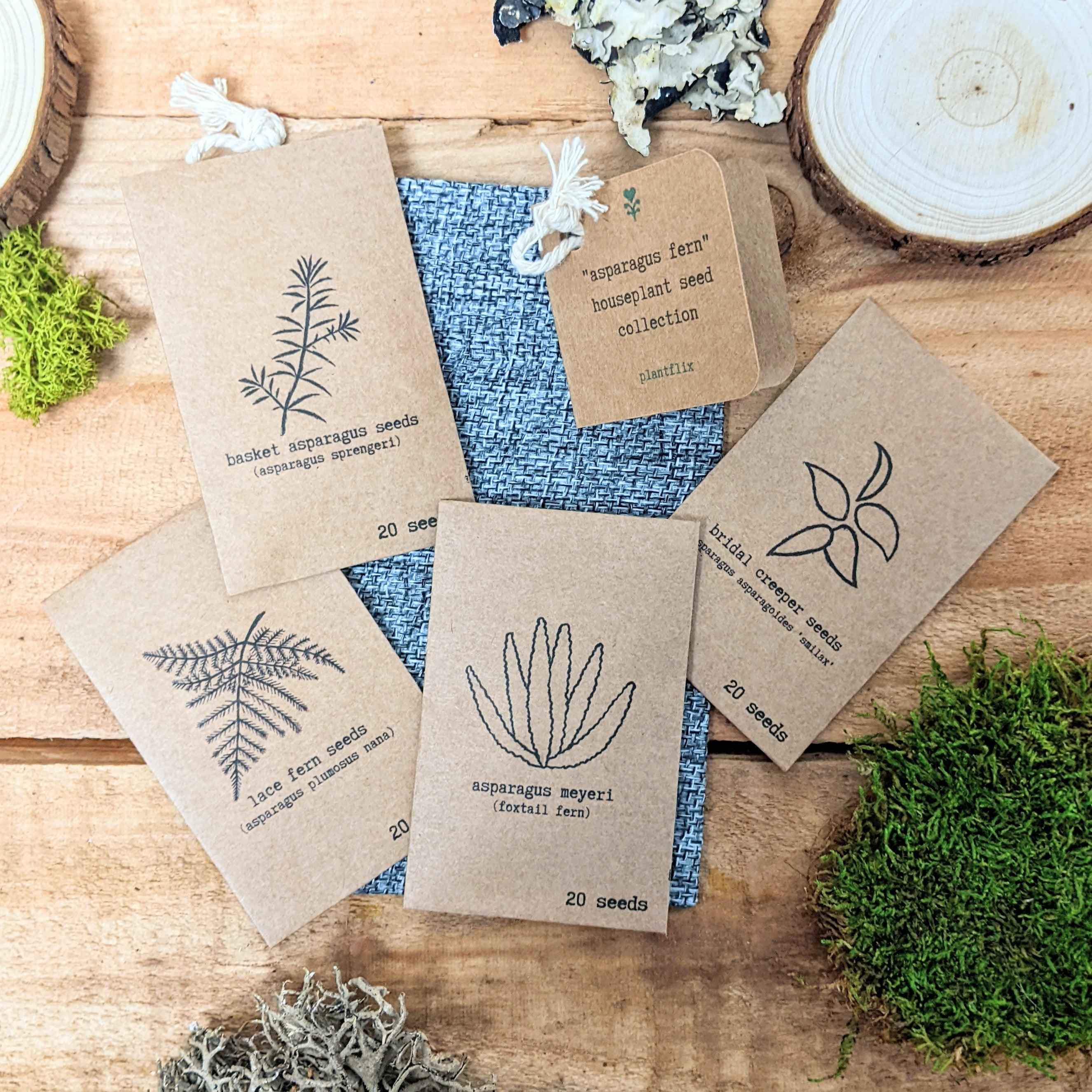 "Asparagus Fern" Houseplant Seed Collection Plantflix