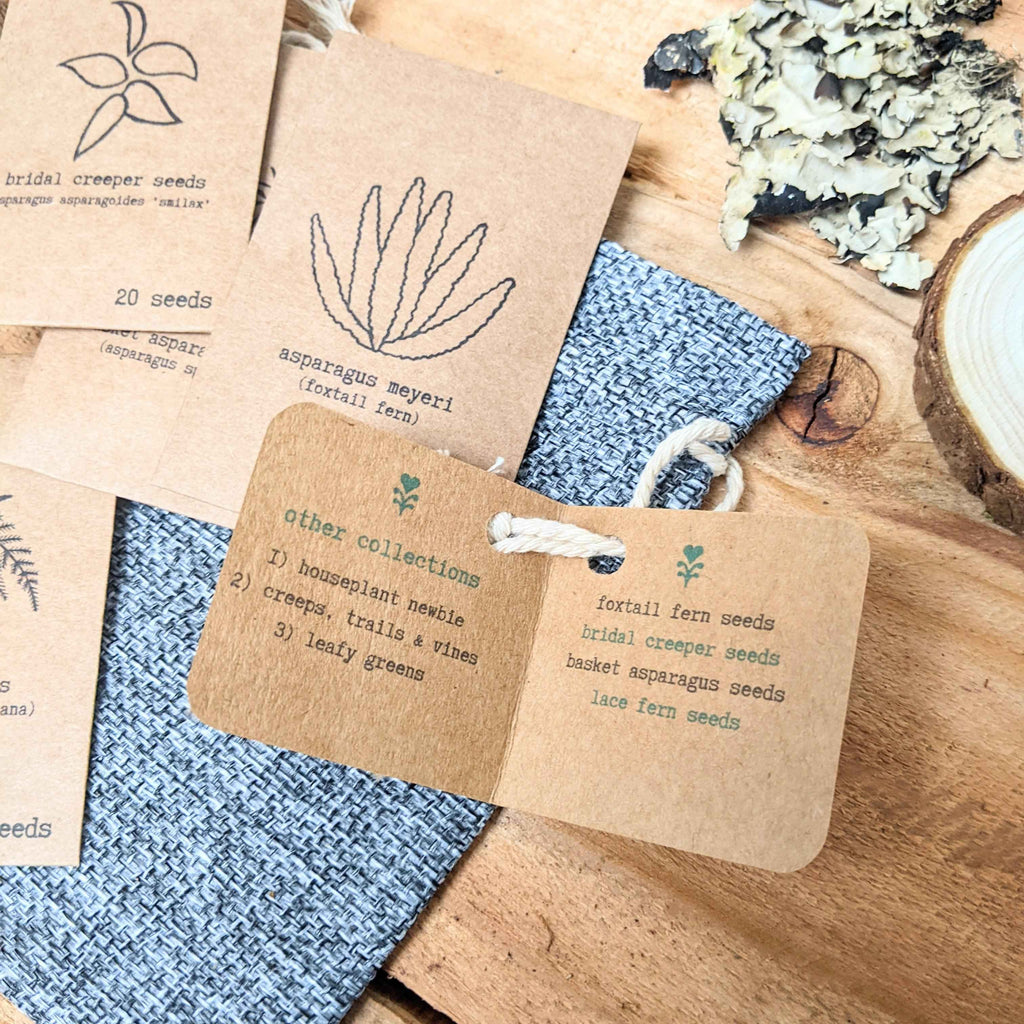 "Asparagus Fern" Houseplant Seed Collection Plantflix