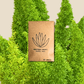 Asparagus Meyeri 'Foxtail Fern' Seeds Plantflix