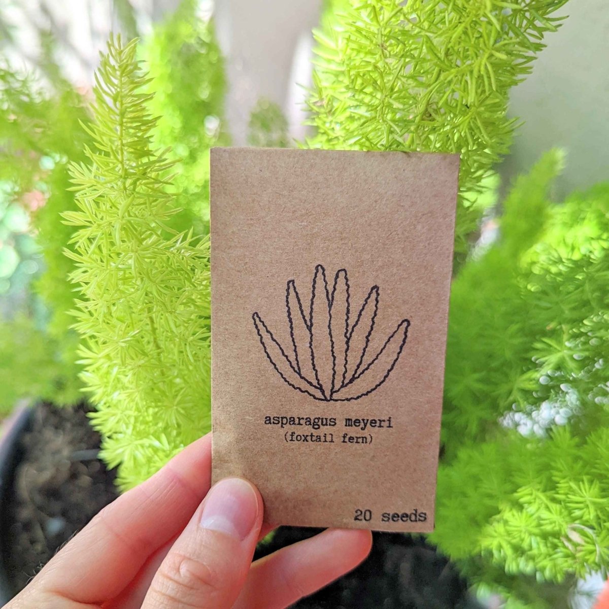 Asparagus Meyeri 'Foxtail Fern' Seeds Plantflix