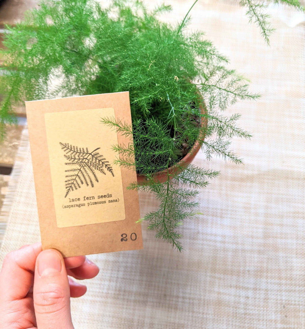 Asparagus Plumosus Nana 'Lace Fern' Plantflix