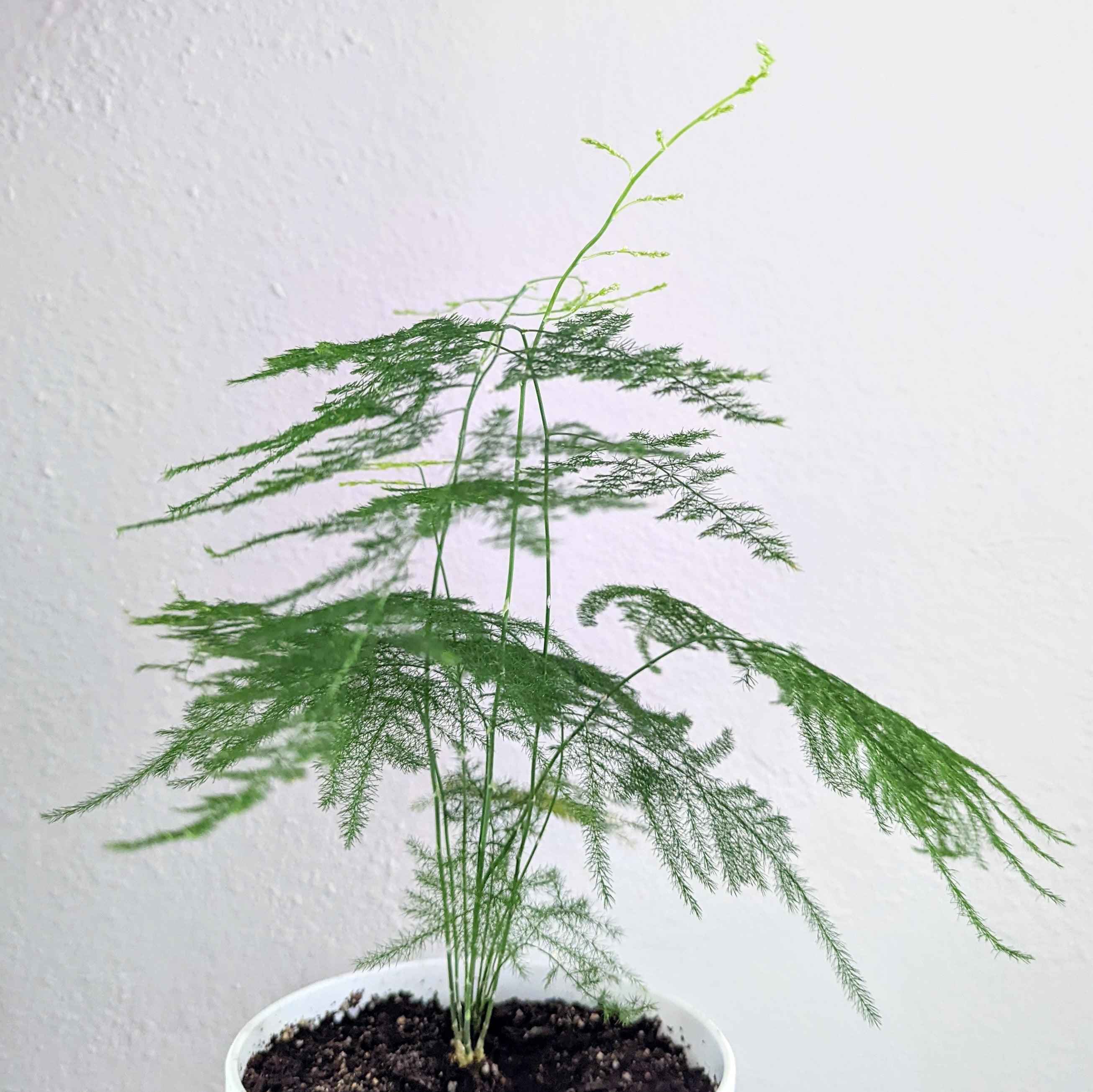 Asparagus Plumosus Nana 'Lace Fern' Plantflix