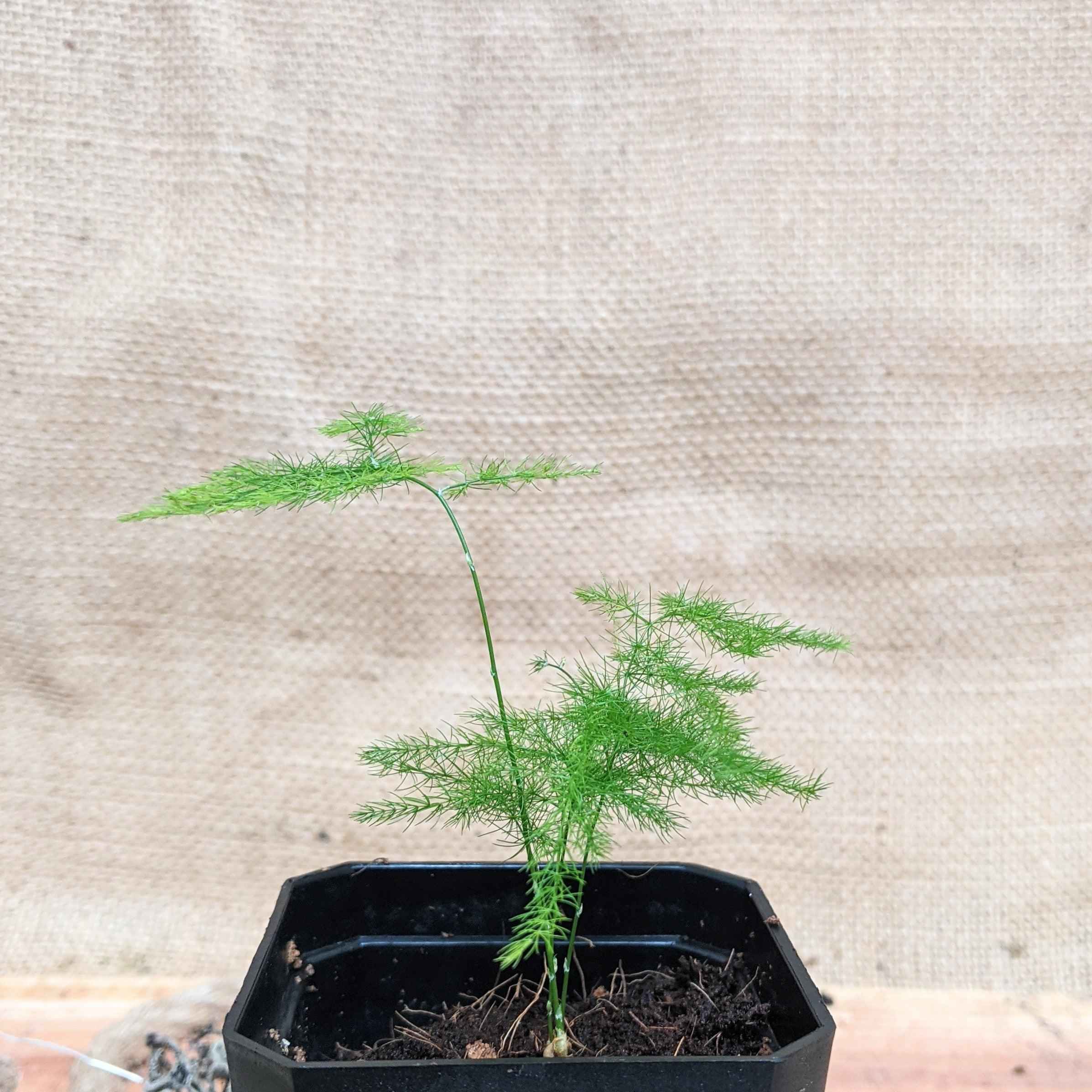 Asparagus Plumosus Nana 'Lace Fern' Plantflix