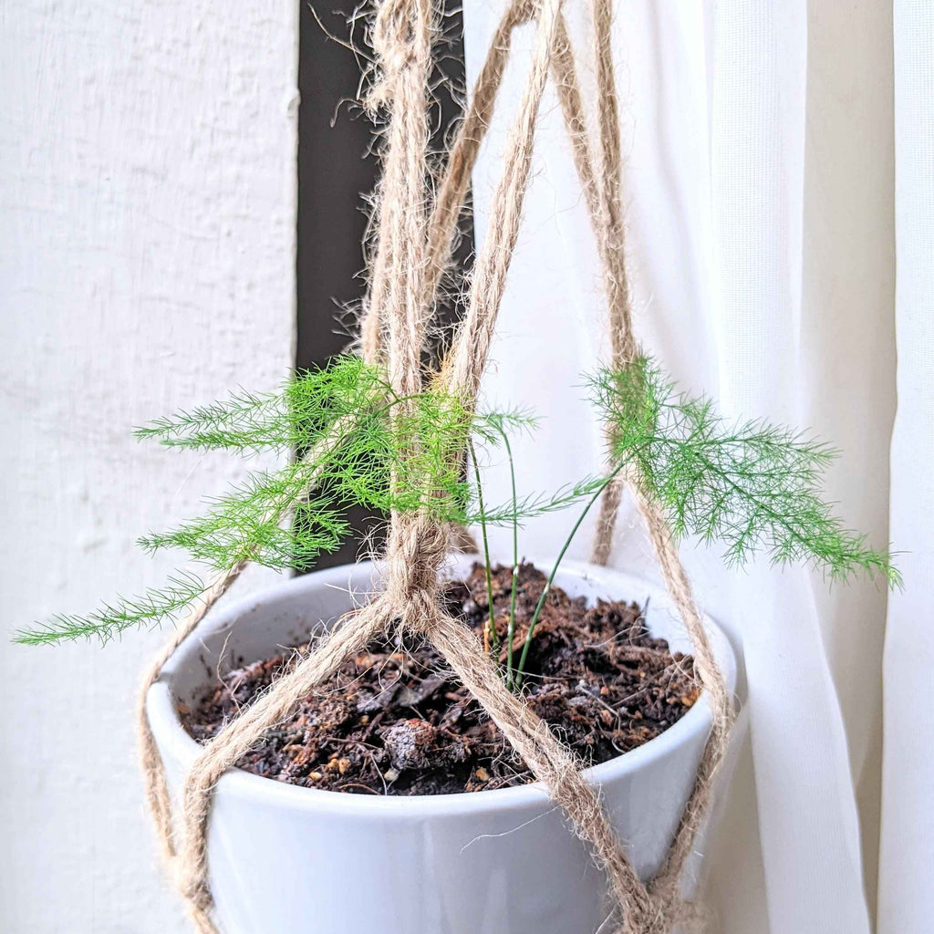 Asparagus Plumosus Nana 'Lace Fern' Plantflix