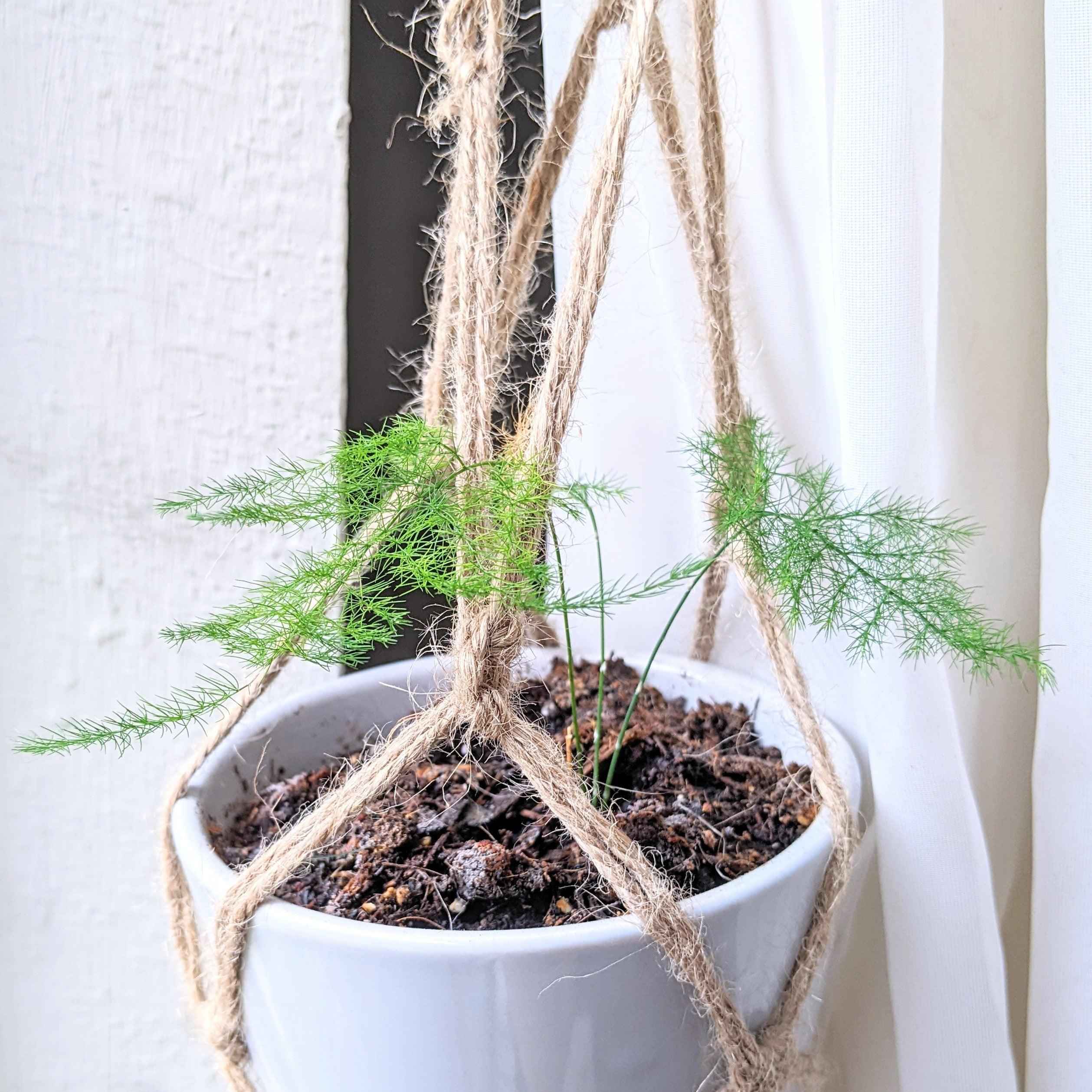 Asparagus Plumosus Nana 'Lace Fern' Plantflix