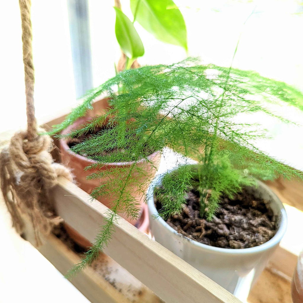 Asparagus Plumosus Nana 'Lace Fern' Plantflix