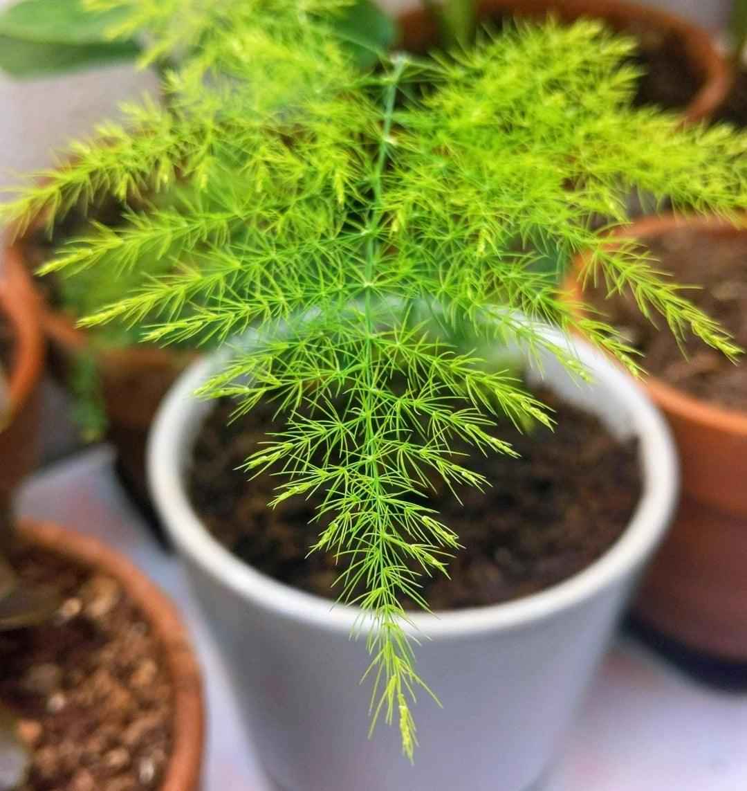 Asparagus Plumosus Nana 'Lace Fern' Plantflix