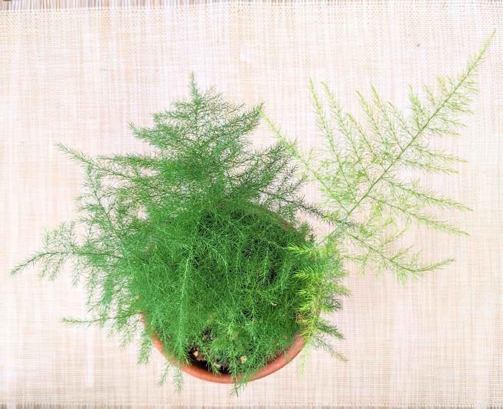 Asparagus Plumosus Nana 'Lace Fern' Plantflix