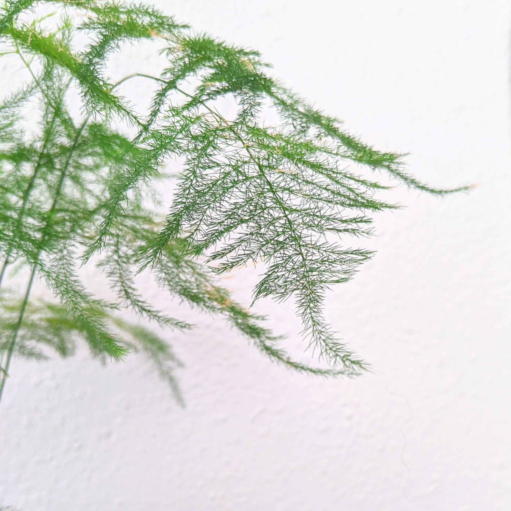 Asparagus Plumosus Nana 'Lace Fern' Plantflix