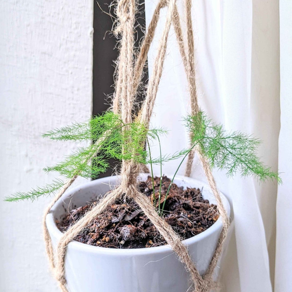 Asparagus Plumosus Nana 'Lace Fern' Seeds Plantflix