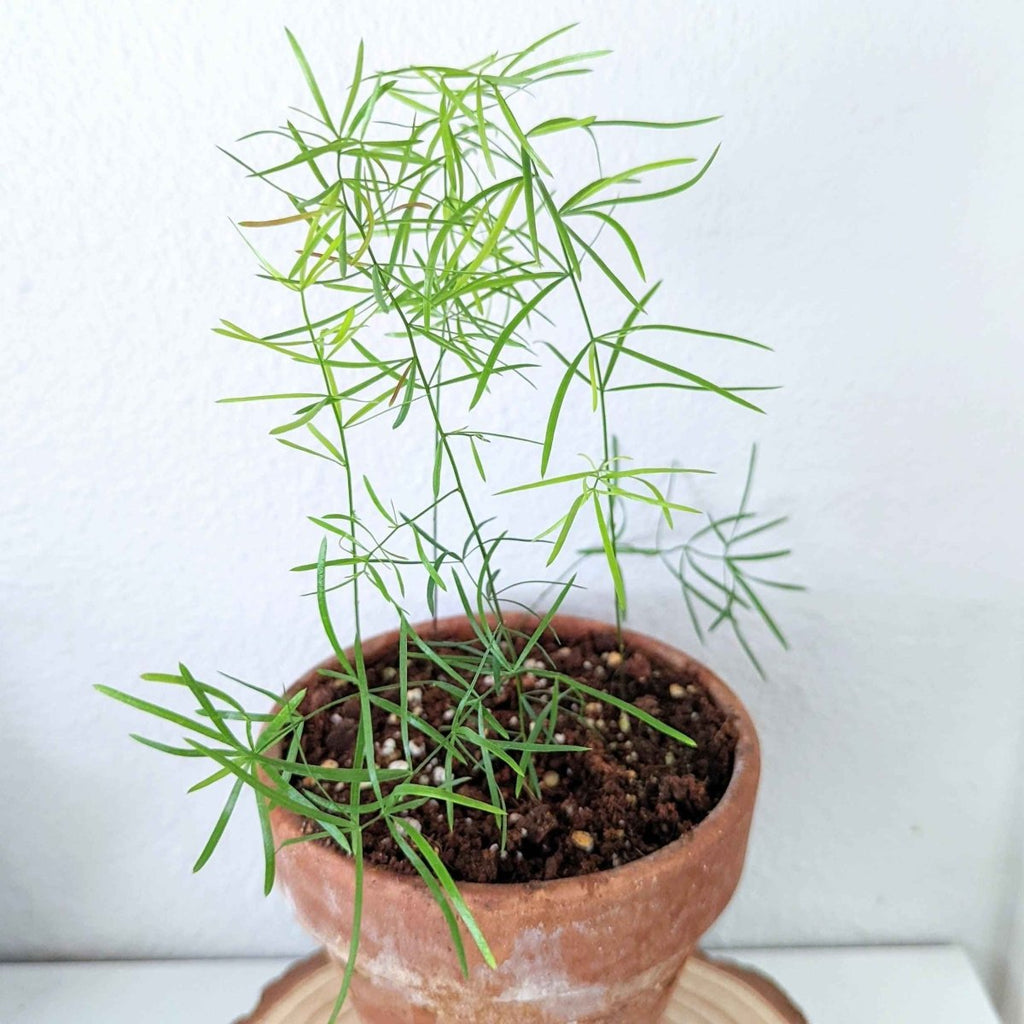 Asparagus Sprengeri 'Basket Asparagus' Seeds Plantflix