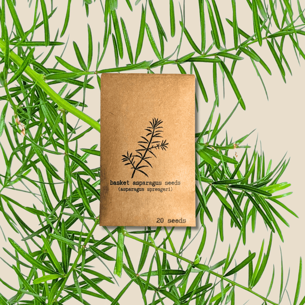 Asparagus Sprengeri 'Basket Asparagus' Seeds Plantflix