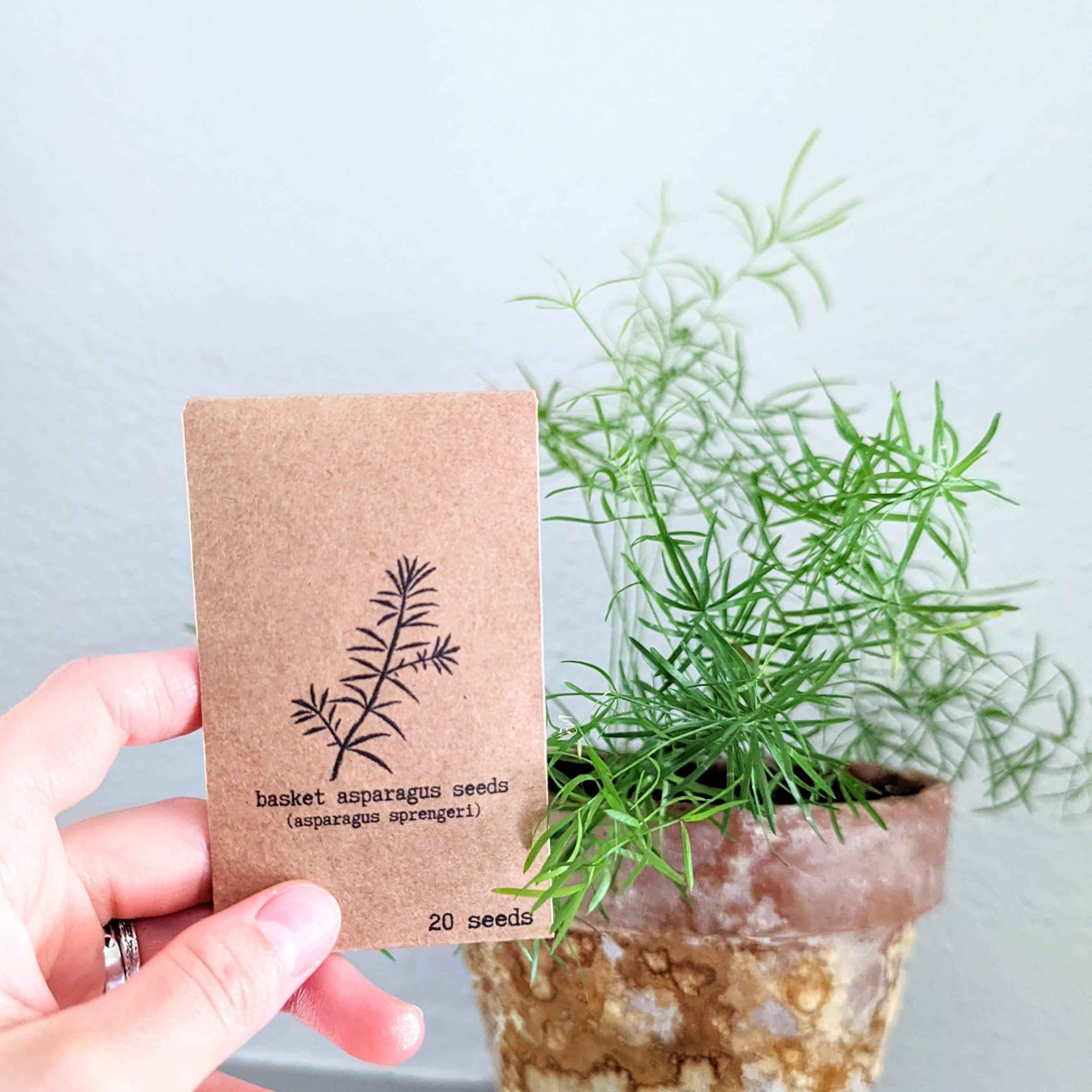Asparagus Sprengeri 'Basket Asparagus' Seeds Plantflix