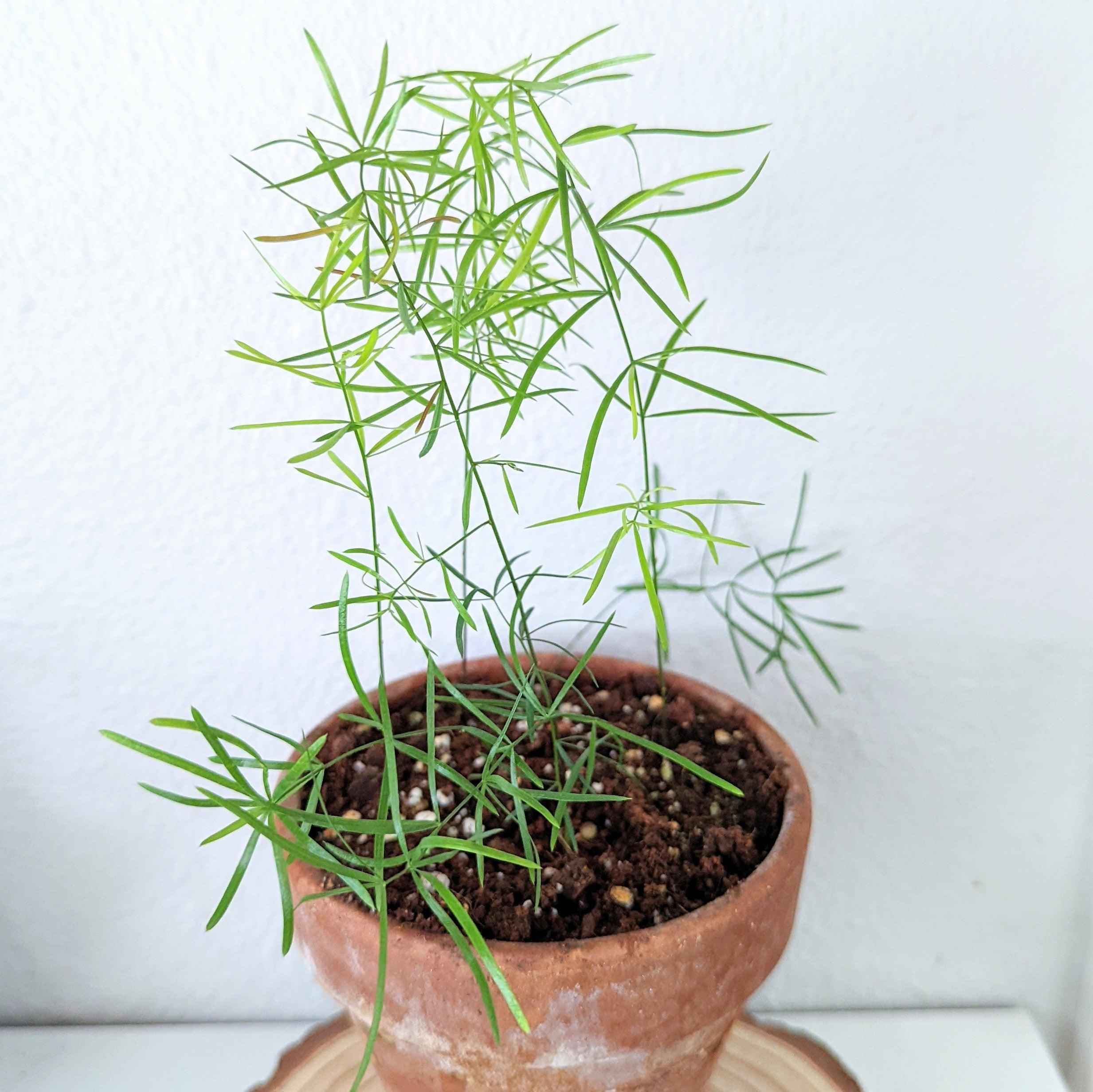 Asparagus Sprengeri 'Basket Asparagus' Seeds Plantflix