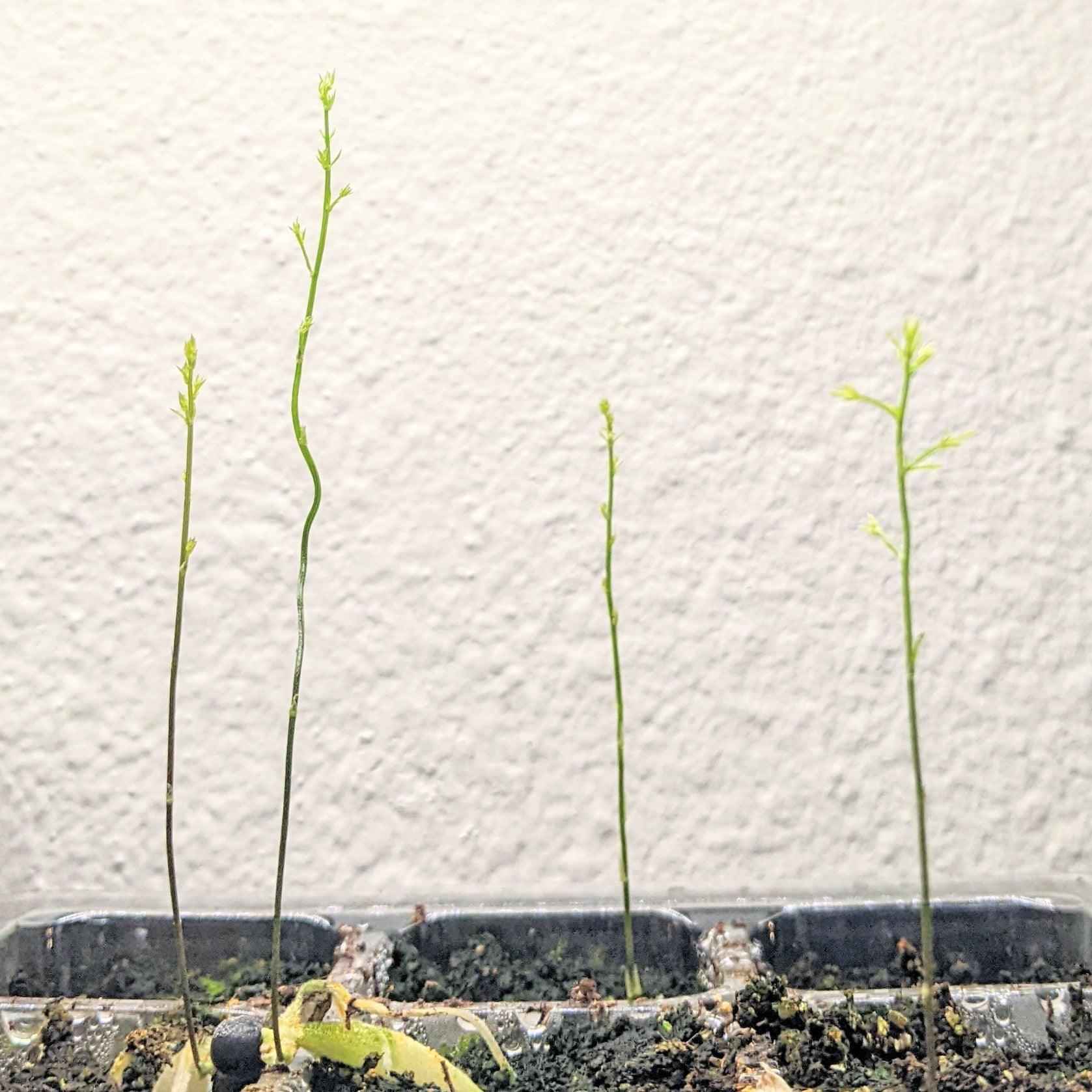 Asparagus Sprengeri 'Basket Asparagus' Seeds Plantflix