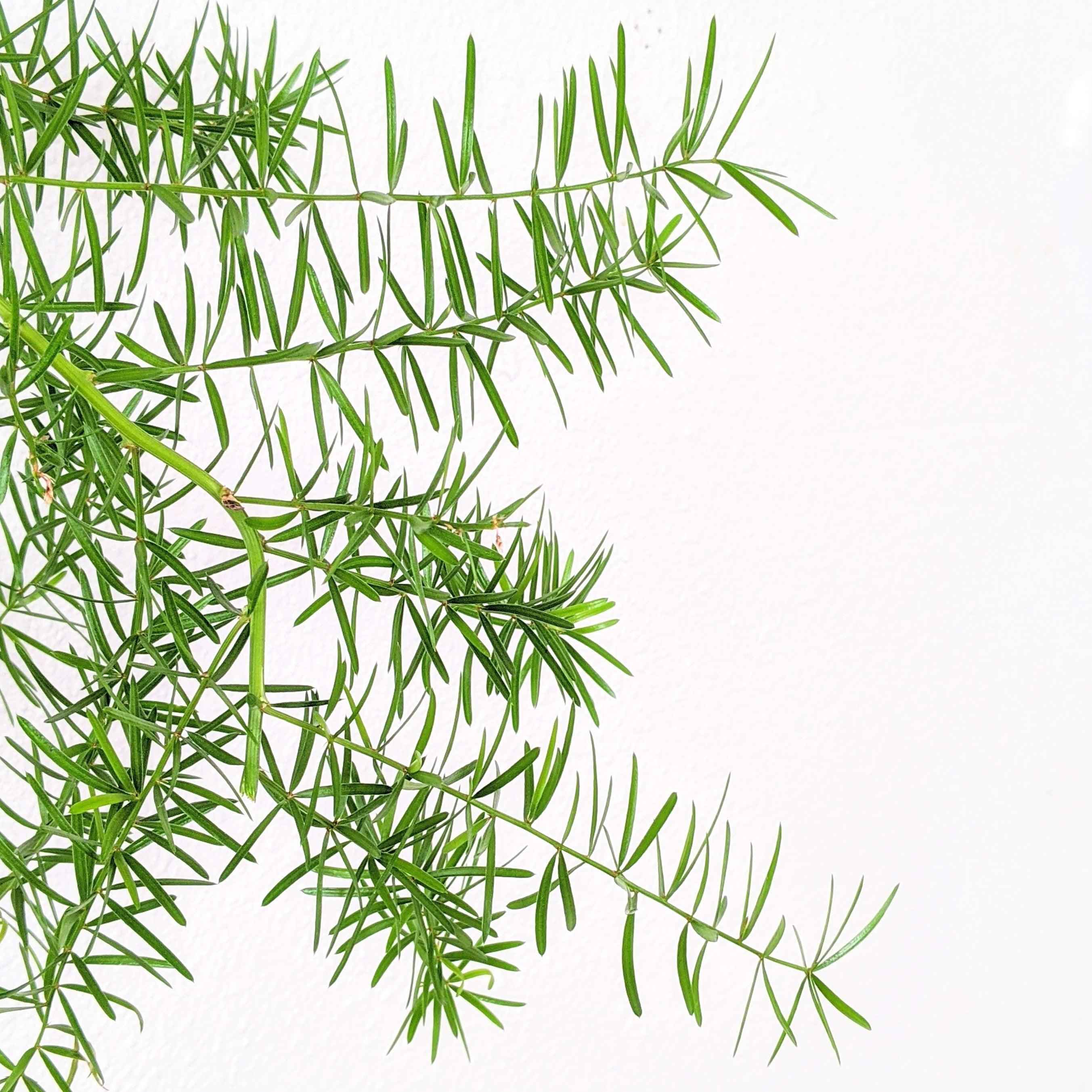 Asparagus Sprengeri 'Basket Asparagus' Seeds Plantflix