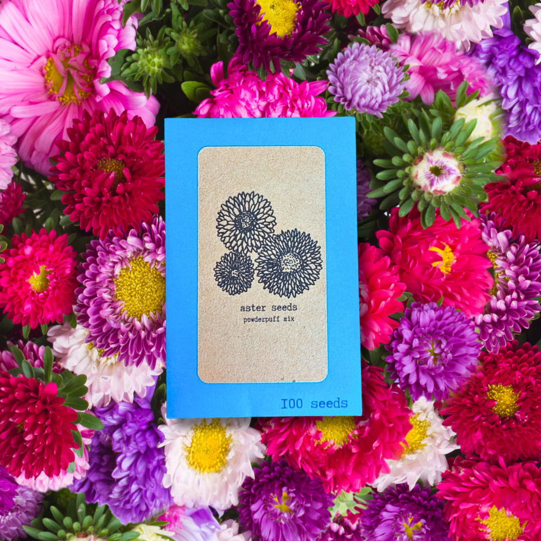 Aster Seeds Plantflix