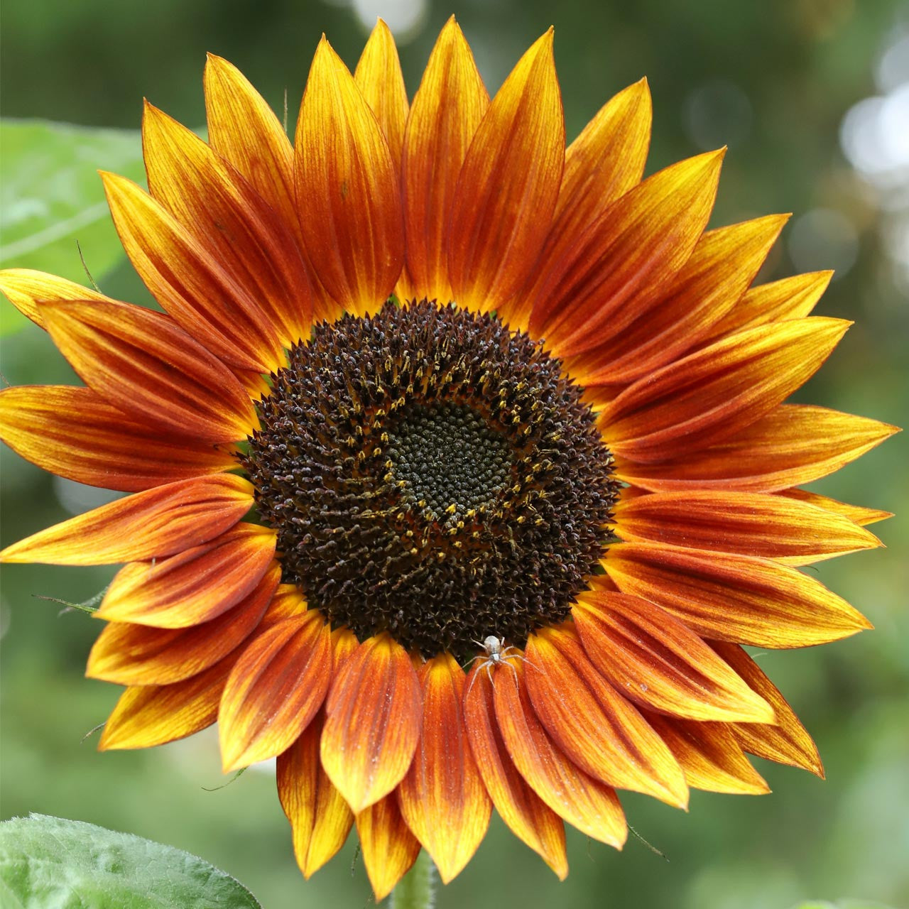 Autumn Beauty Sunflower Seeds – Stunning Multi-Colored Blooms for Gardens organicindiaseeds