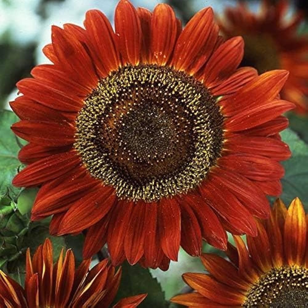 Autumn Beauty Sunflower Seeds – Multi-Colored Garden Blooms organicindiaseeds