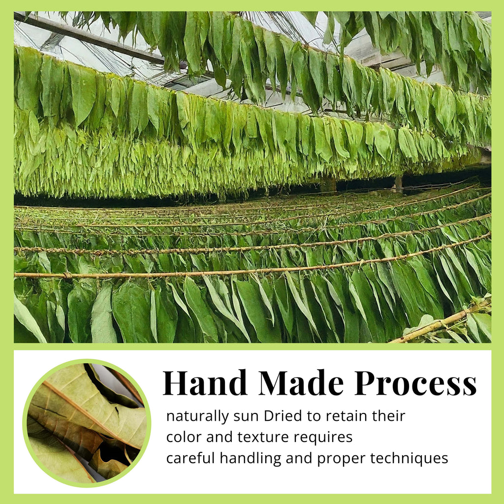 Dried Avocado Leaves, (Hojas De Aguacate) - 2.6oz (75gm). Makes 28 cups Akshit